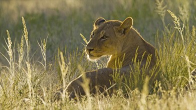 Resting female lion (Panthera leo) Lioness backlit by the evening sun Kalahari South Africa