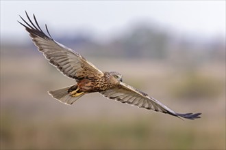 Marsh harrier (Circus aeruginosus) medium-sized bird of prey, male, hunting in reeds, looking for