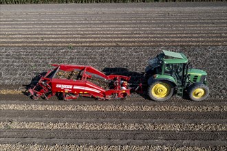 Potato harvest, so-called split harvesting method, first the tubers are taken out of the ground