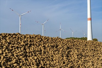 Agriculture, sugar beets are stacked at the edge of the field after harvesting, beet pile,