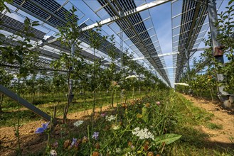 Agri-photovoltaic test plant, an apple orchard with two different systems of PV modules was roofed