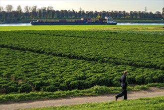 Kale field, growing area in the south of Düsseldorf, Volmerswerth district, cargo ship on the