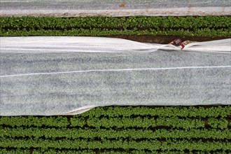 Potato field, fleece cover is removed, the fleece is intended to protect against weather