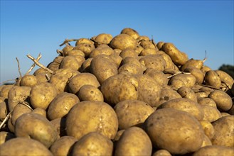 Potato harvest, Melodie variety, so-called split harvesting method, first the tubers are taken out