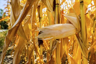 Corn field dried up and only low grown, small corn cobs, due to the summer drought, drought, in