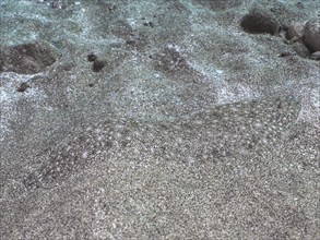 Sand tongue (Pegusa lascaris) hiding in the sandy seabed. Dive site El Cabron marine reserve,