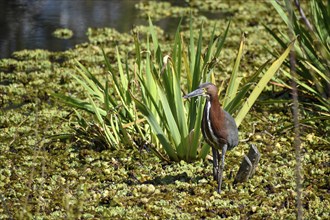 Rufescent tiger heron (Tigrisoma lineatum) in the wild, seen in Buenos Aires, Argentina, South