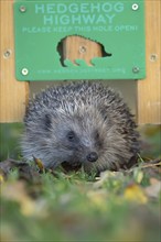 European hedgehog (Erinaceus europaeus) adult animal walking through a hedgehog highway sign in a