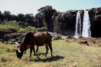 Ahamra region, landscape at the Blue Nile waterfall, in the highlands of Abyssinia, Blue Nile, Tis