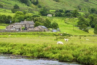 Sheeps and Farms in Yorkshire Dales National Park, North Yorkshire, England, United Kingdom, Europe