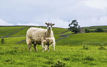 Sheeps and Farms in Yorkshire Dales National Park, North Yorkshire, England, United Kingdom, Europe