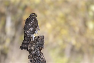 Eurasian sparrowhawk (Accipiter nisus) female, Austria, Upper Austria, Europe