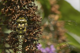 Southern hawker dragonfly (Aeshna cyanea) adult female insect resting on a garden Buddleja flower,