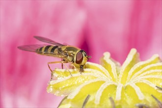 Common hoverfly (Eupeodes corollae) adult insect feeding on a garden poppy flower, Suffolk,