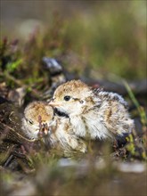 Chick of Red-legged Partridge, Alectoris rufa, North York Moors National Park, Yorkshire, England,