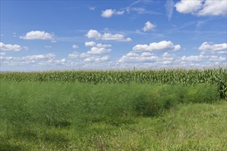 Asparagus field, maize plants, biogas plant, forage maize, detail, field, clouds,