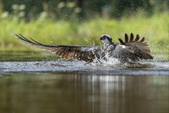 Western osprey (Pandion haliaetus) hunting, Aviemore, Scotland, Great Britain