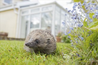 European hedgehog (Erinaceus europaeus) adult animal on a garden lawn, with a house in the