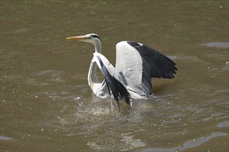 Grey heron (Ardea cinerea) taking off from the water, Lower Saxony, Germany, Europe