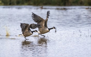 Canada Goose, Branta canadensis, birds in flight over marshes at winter