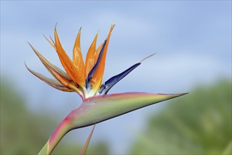 Strelitzia (Strelitzia reginae), flower, ornamental plant, occurring in South Africa