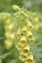 Large-flowered foxglove (Digitalis grandiflora, Digitalis ambigua), flowering, Bavaria, Germany,