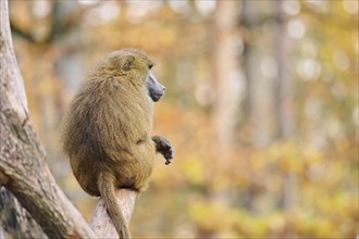 Guinea baboon (Papio papio) sitting on a tree trunk, Bavaria, Germany Europe