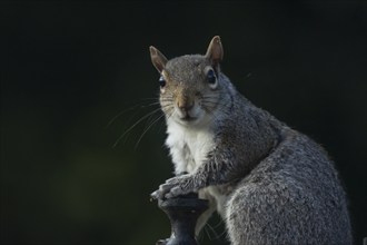 Grey squirrel (Sciurus carolinensis) adult animal resting on a piece of metal, Suffolk, England,