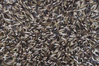 European hedgehog (Erinaceus europaeus) adult animal close up of its spines, England, United