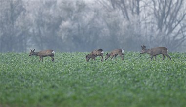 European roe deers (Capreolus capreolus), a group, a jump, in a field, wildlife, Thuringia,