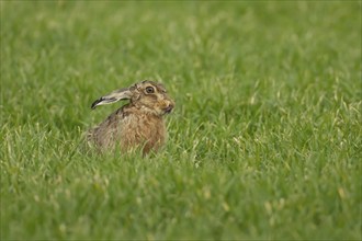 Brown hare (Lepus europaeus) adult animal sticking its tongue out in a farmland cereal field in