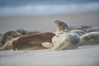 Close-up of harbor or harbour seal (Phoca vituliana vitulina) in spring (april) on Helgoland a