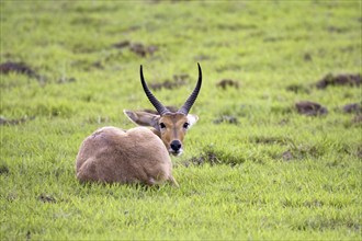 Reedbuck, (Redunca arundinum), male, Mahango NP, Caprivi, Namibia, Africa