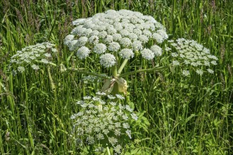 Flowering giant hogweed, (Heracleum mantegazzianum) an invasive species that is difficult to