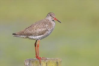 Common redshank (Tringa totanus) standing on a pasture fence, snipe bird, spring, wildlife, Hüde,