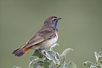 Red-spotted bluethroat, (Luscinia svecica) male, Sweden, Sweden, Europe