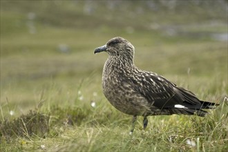 Great skua, Skua, (Stercorarius skua), Skua resting, Norway, Norway, Europe