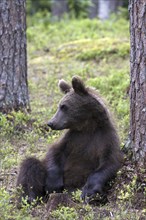 Brown bear, (Ursus arcto), biennial animal, resting on a tree, Finland, Finland, Europe