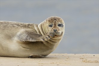 Common seal (Phoca vitulina) adult animal scratching its nose on a seaside beach, Norfolk, England,