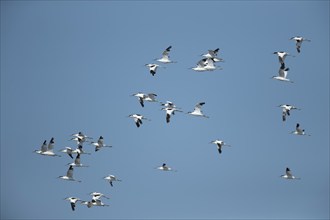 Pied avocet (Recurvirostra avosetta) adult birds in flight in a large flock, Norfolk, England,