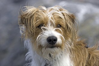 The Kromfohrländer is one of the youngest German dog breeds and has been internationally recognised