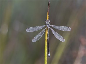 Emerald Damselfly (Lestes sponsa) sits on a rush stalk, the first rays of sunlight dry the wings,