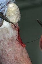 Removal of a skin tumour in a dog, skin tumour, vet, wound is sutured