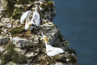 Northern Gannet, Morus bassanus, birds on cliff, Bempton Cliffs, North Yorkshire, England, United