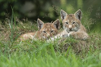 Young lynx (Lynx lynx), Haltern, North Rhine-Westphalia, Germany, Europe