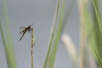 Four spotted chaser dragonfly (Libellula quadrimaculata) adult insect resting on a plant stem in a