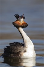 Great crested grebe (Podiceps cristatus) adult bird on a river, Norfolk, England, United Kingdom,