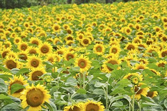 Picturesque sunflowers, July, Germany, Europe