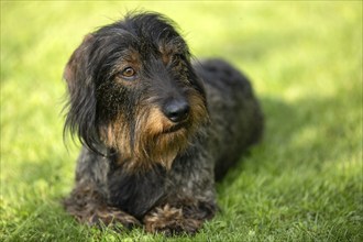 Rough-haired dachshund (Canis lupus familiaris) puppy, male, 3 years, animal portrait, lying in a