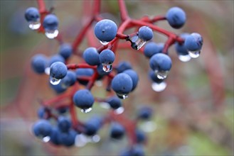 Wild vine, maiden vine (Parthenocissus quinquefolia) with fruit, Moselle, Rhineland-Palatinate,